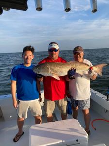 A 33-inch redfish caught by three anglers in Trappe