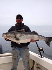 A striped bass fishing in the waters of MD