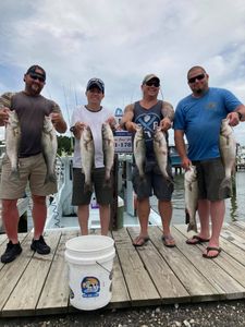 7 striped bass caught fishing in Maryland