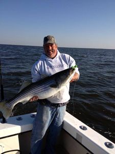 Angler holding a striped bass fish in Trappe
