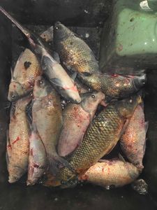 9 fish caught by 3 people in OH