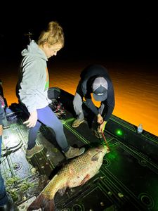 A single grass carp fish caught while fishing in Ohio