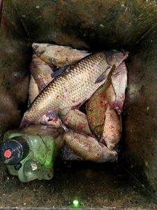 Two grass carp fish in an outdoor body of water in Ohio