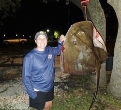 Large stingray catch displayed at night in Orange Beach Alabama
