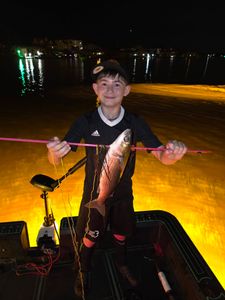 Flathead Grey Mullet caught while fishing in Orange Beach AL at night