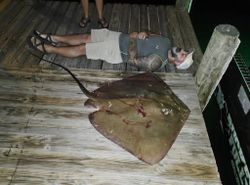 Southern stingray caught fishing on wooden dock in Orange Beach Alabama