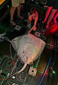 Large stingray on boat deck in Orange Beach AL fishing trip