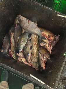 Three fish caught in Ohio river