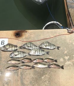 Fresh caught sheepshead and grey snapper displayed on dock after fishing charter in Islamorada FL