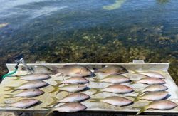 Fresh caught grey snapper and yellowfin displayed on fishing boat deck in Islamorada FL