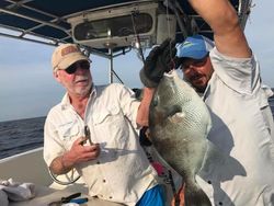 Grey Triggerfish from Deep-sea adventures, FL