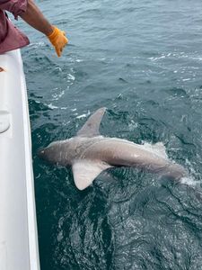 "Hook a Shark in Destin’s waters!