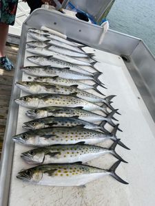 Gulf Coast Mackerel fishing in Destin, FL!