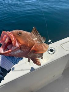 Reeling in Grouper near Choctawhatchee Bay!