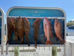 Impressive haul of Grouper and Red Snapper — solid Destin fishing day!