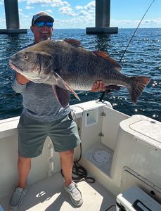 Angler with a large black drum fish catch in FL