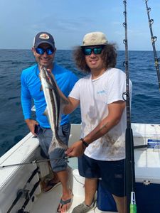 Cobia, a large saltwater fish, caught while fishing in Florida