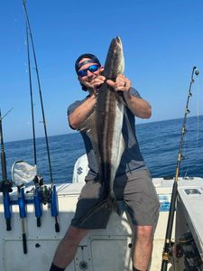 Cobia fish caught in Florida