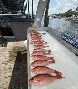 4 fish caught while fishing in FL