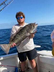 Gag Grouper measuring 23 inches, caught in Shalimar