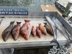 8 grey snapper caught fishing in Shalimar