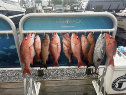 Nine grey snapper fish caught in FL