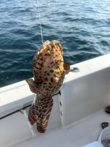 Shalimar fishing adventure