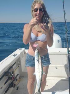 A single Spanish Mackerel fish caught in Shalimar