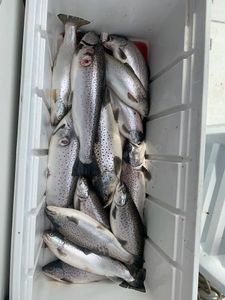 5 sea trout fishing in NY
