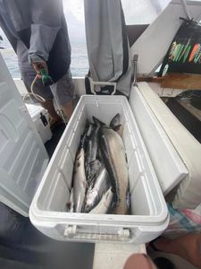Fishing in Mexico with great catch