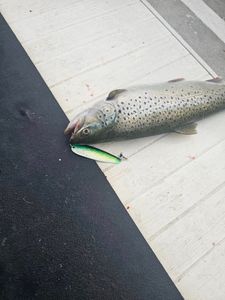 Rainbow trout fishing in NY