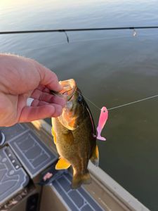 Fisherman's successful catch in Harrisburg