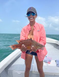 Stunning Hogfish With Our Pro Angler 