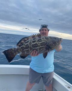 Mandatory Grouper Picture 