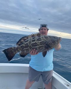 Angler with a black grouper, fishing in FL
