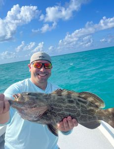 Black Grouper fish caught in Marathon, Florida