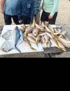 3 fish caught fishing in FL