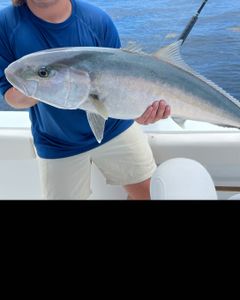 Greater Amberjack caught while fishing in Marathon
