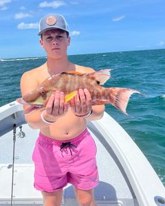 A hogfish caught while fishing in FL
