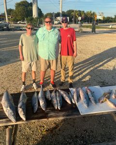 Seven Sea Trout caught in Marathon, Florida