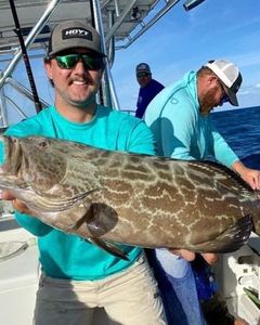 Black Grouper, a huge 91-inch fish, caught by 3 people in Marathon, Florida.