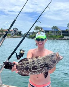 Black grouper fish caught in FL
