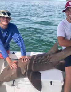 Nurse shark measuring 33 inches caught by 2 people in Marathon