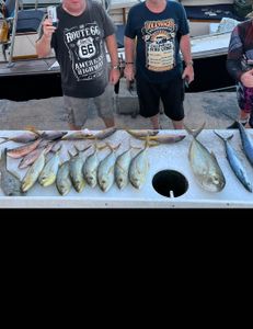Three blue runner fish caught while fishing in Marathon, Florida