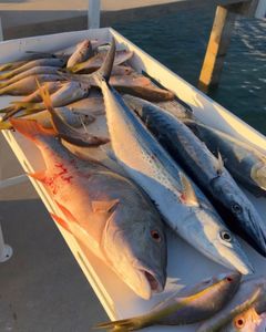 Three fish caught in Marathon, Florida while fishing