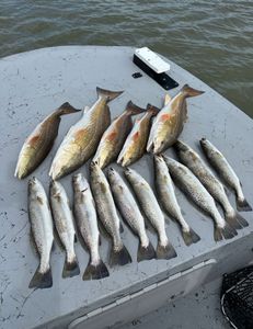 10 redfish and spotted weakfish caught in Matagorda, Texas