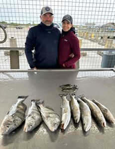 6 Black Drum fish caught fishing in TX
