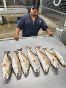6 fish caught during fishing in TX