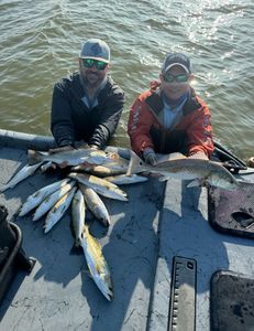 Six redfish and spotted weakfish caught by two anglers at Matagorda