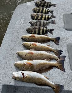 7 redfish, sheepshead, and black drum caught in Matagorda, Texas